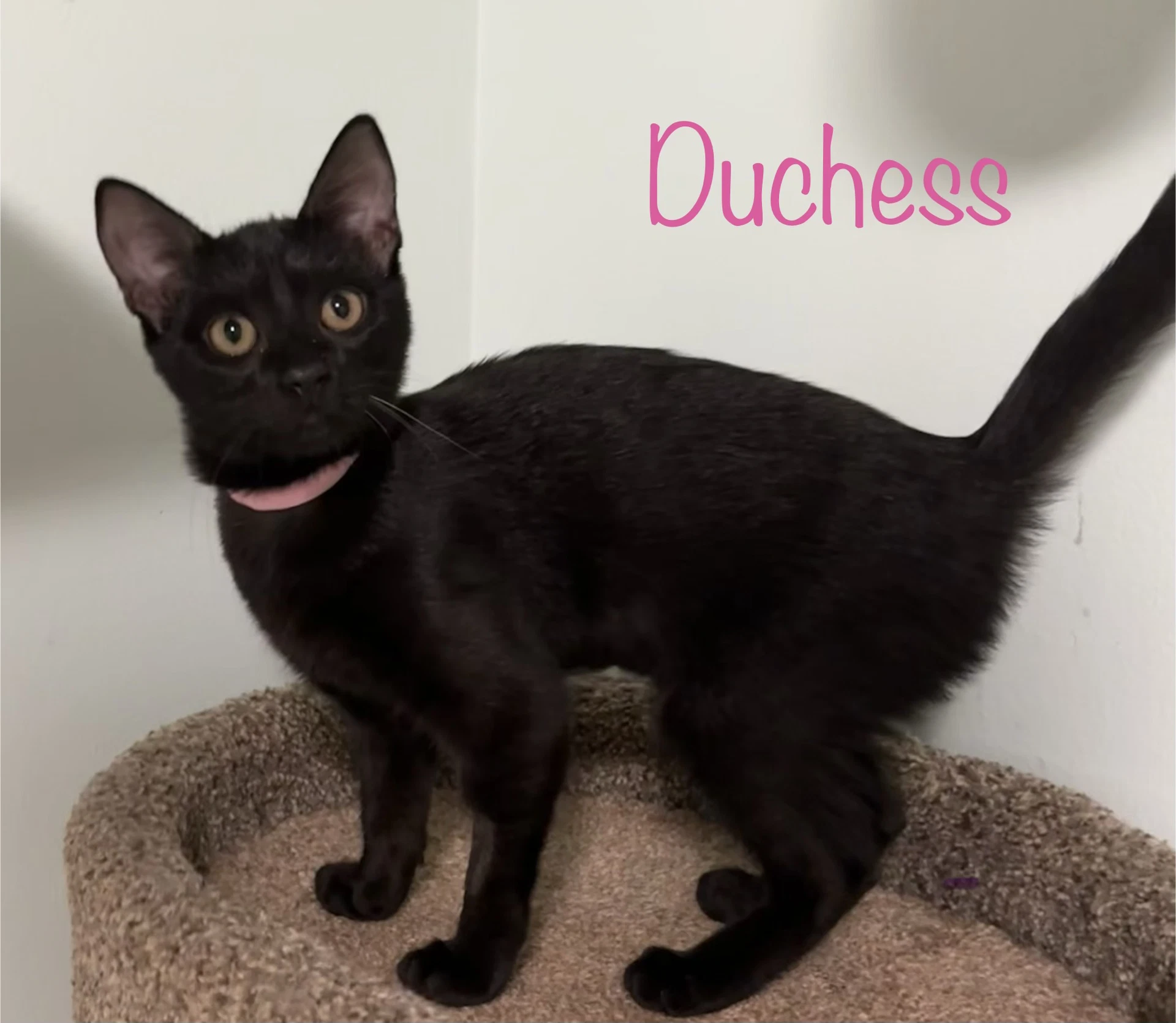 Duchess