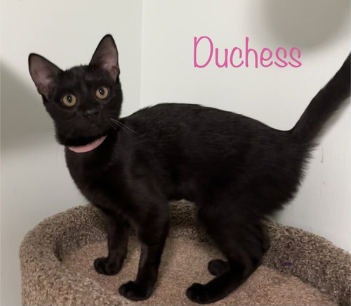 Duchess, a cat for adoption from Cat Tail Corner
