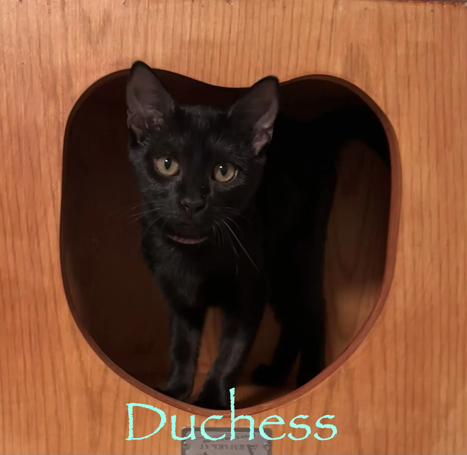 Duchess image 2