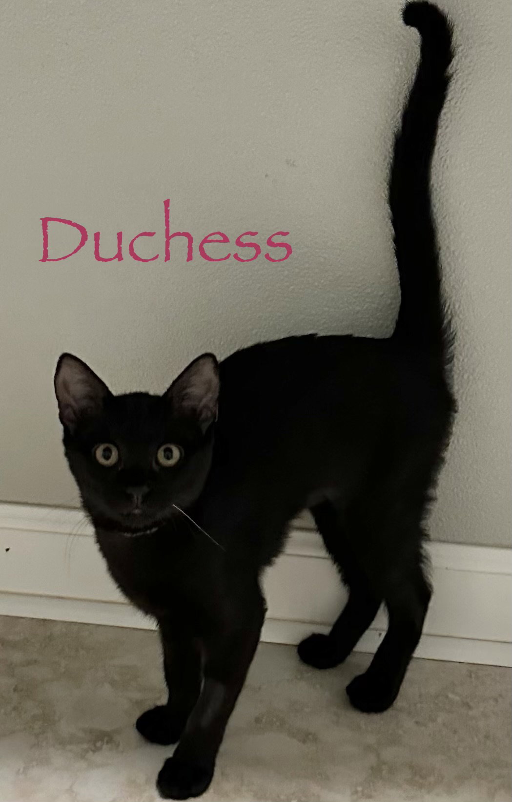 Duchess, photo 5