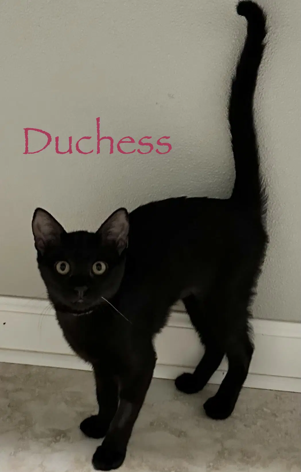 Duchess image 3