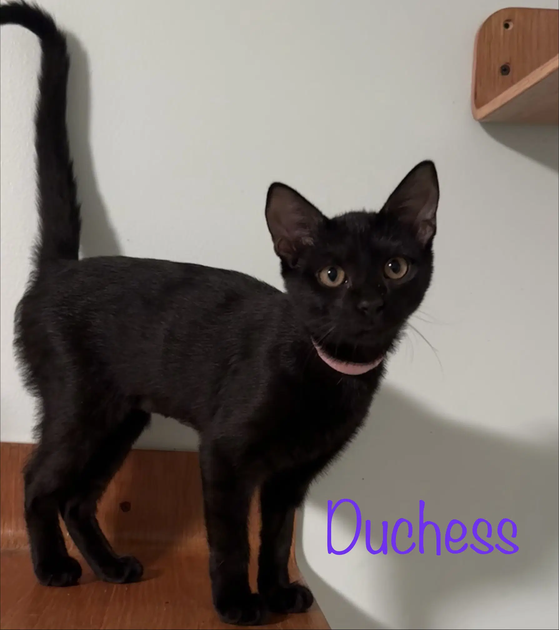 Duchess image 4
