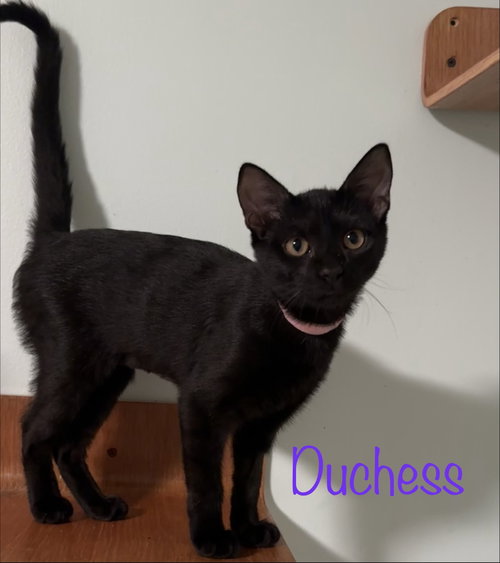 Photo 4 of Duchess