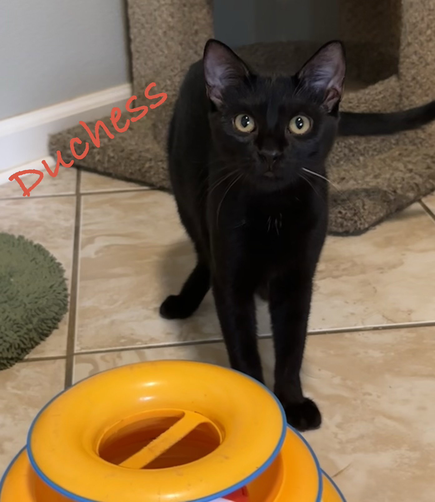 Duchess