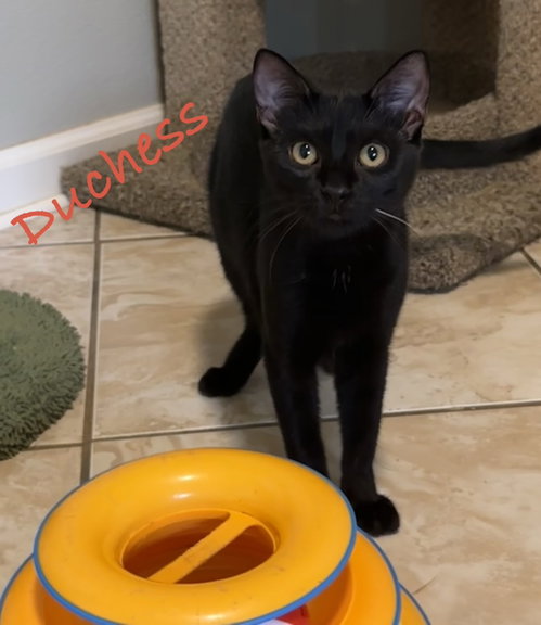 Duchess, Domestic Short Hair / Mixed (short coat)