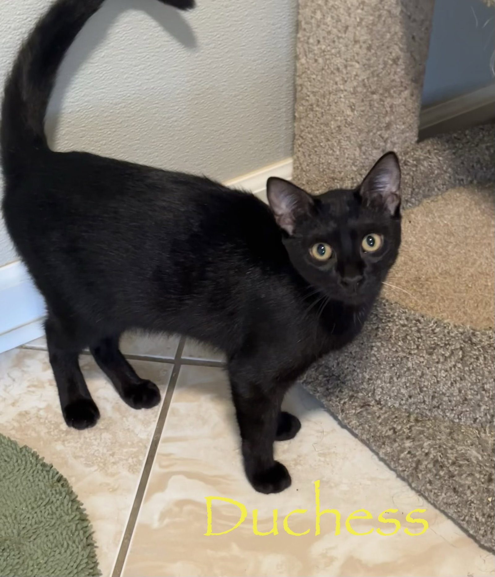 Duchess, photo 2