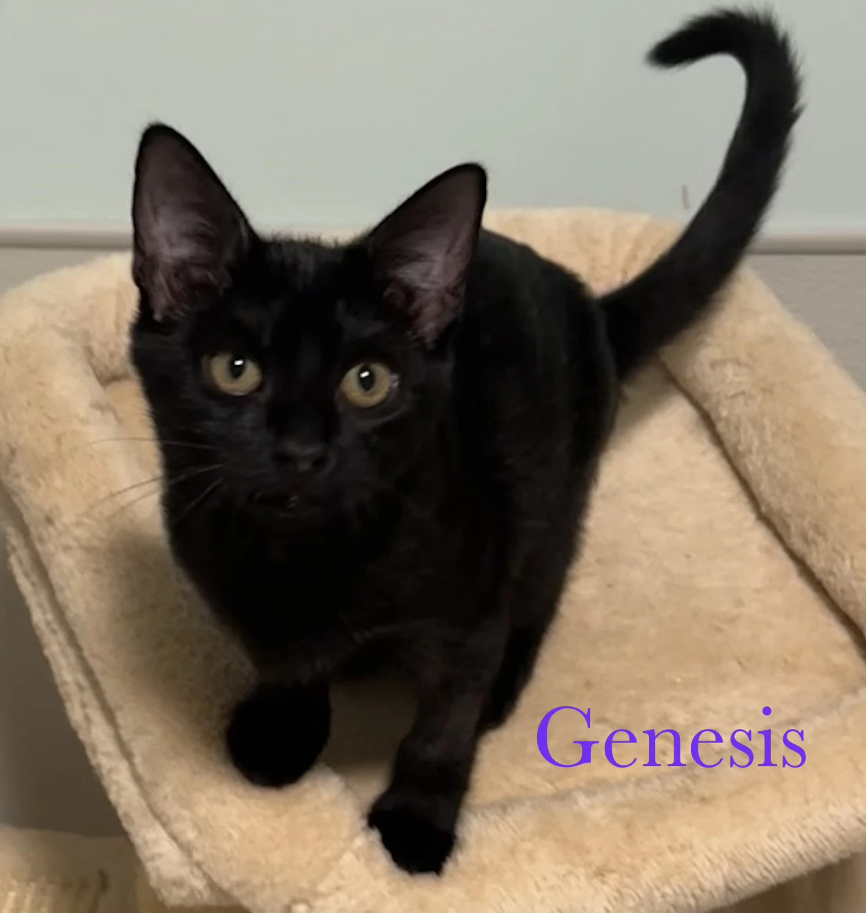 Genesis