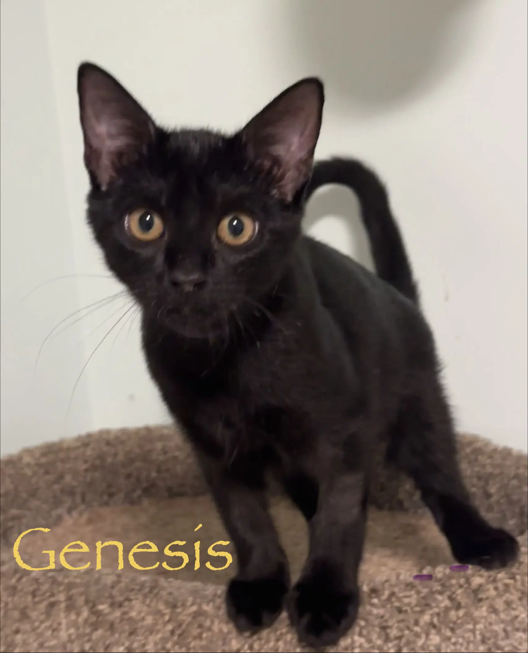 Genesis image 2