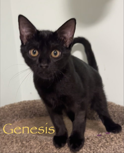 Photo 2 of Genesis