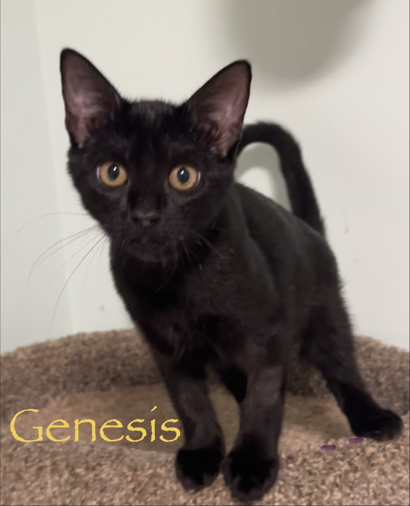 Genesis, photo 4