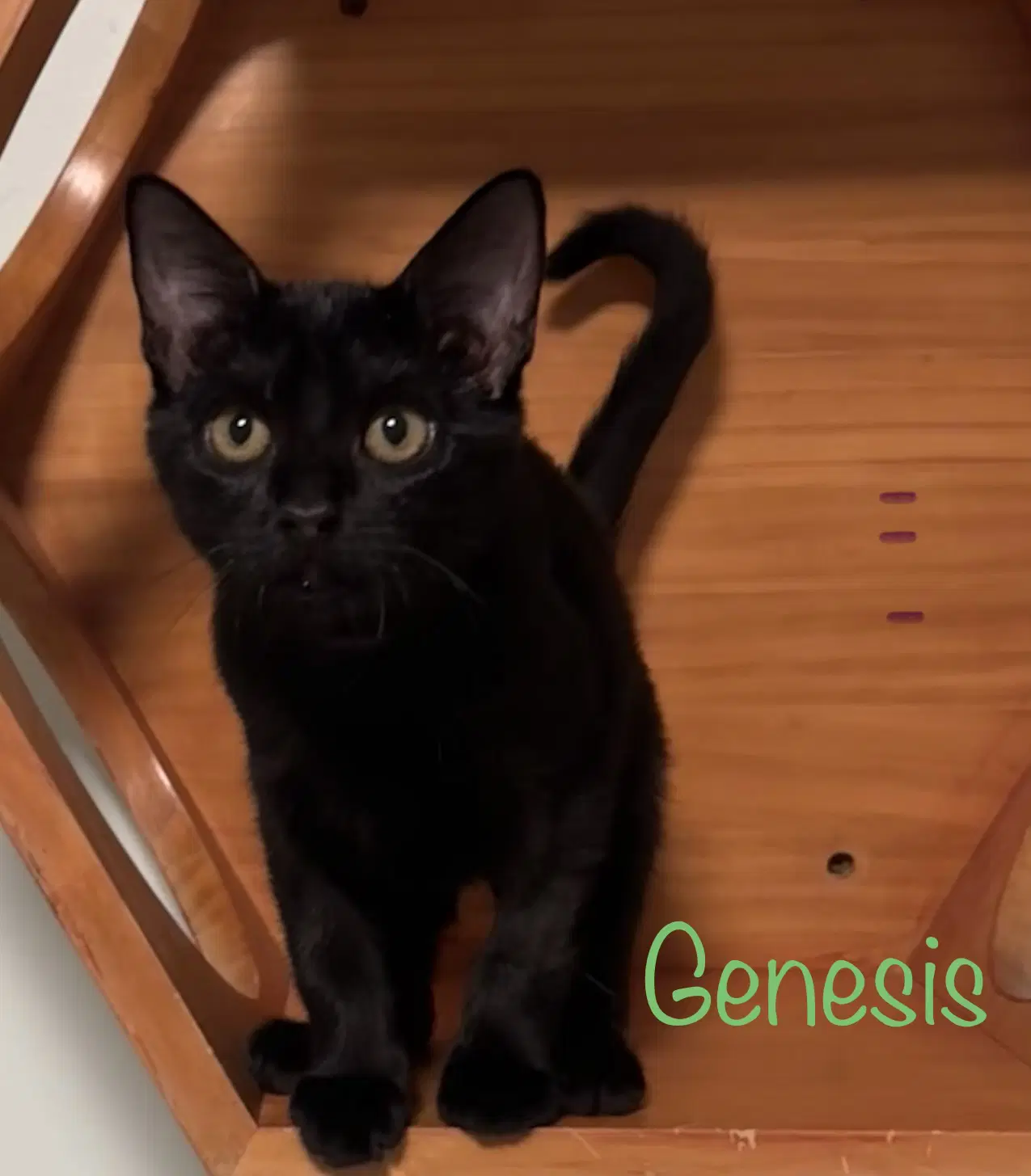 Genesis image 3