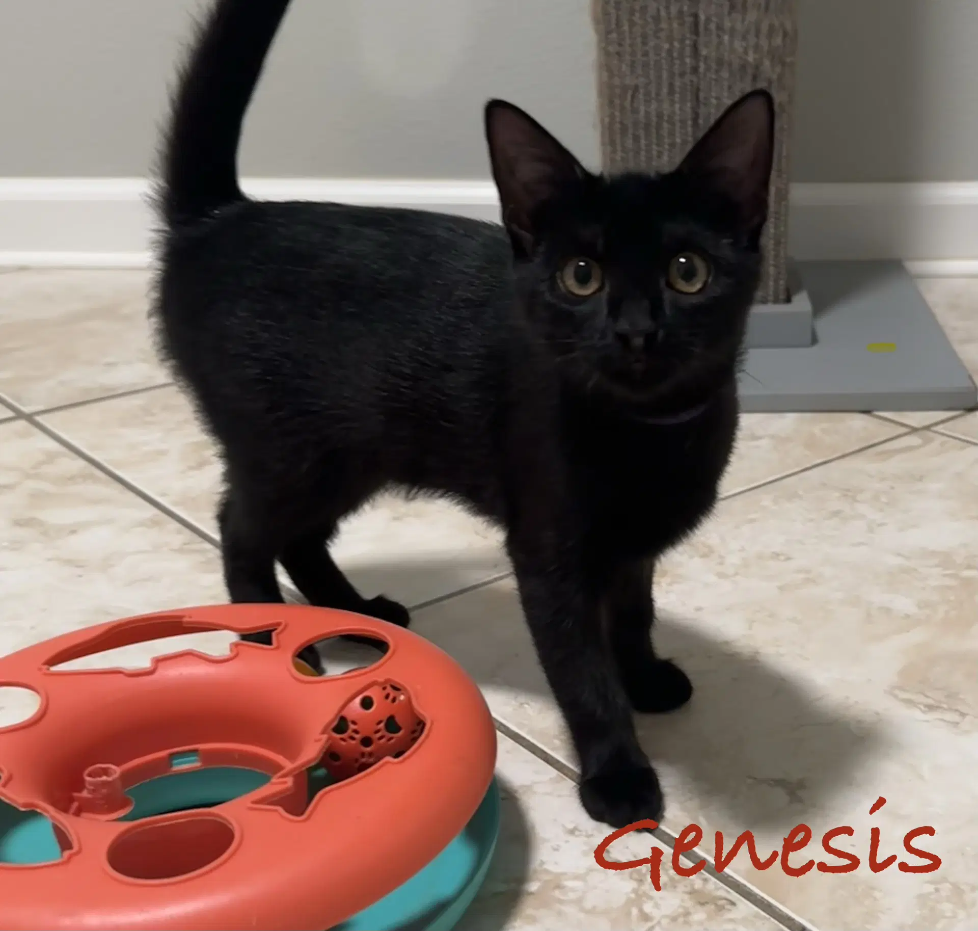 Genesis image 4