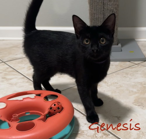 Photo 4 of Genesis