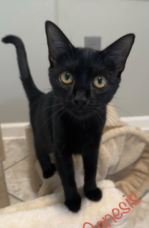 Genesis, Domestic Short Hair / Mixed (short coat)