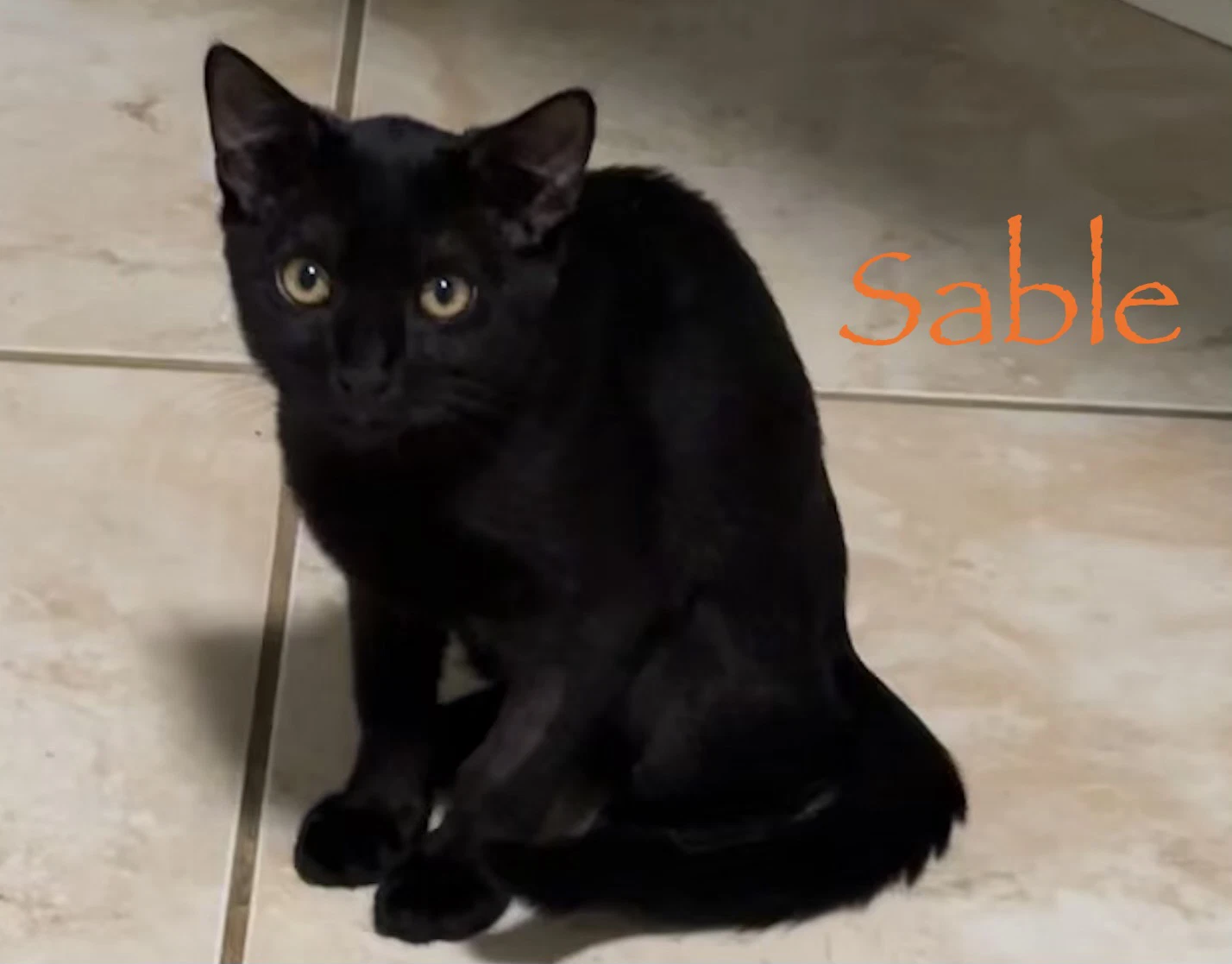 Sable