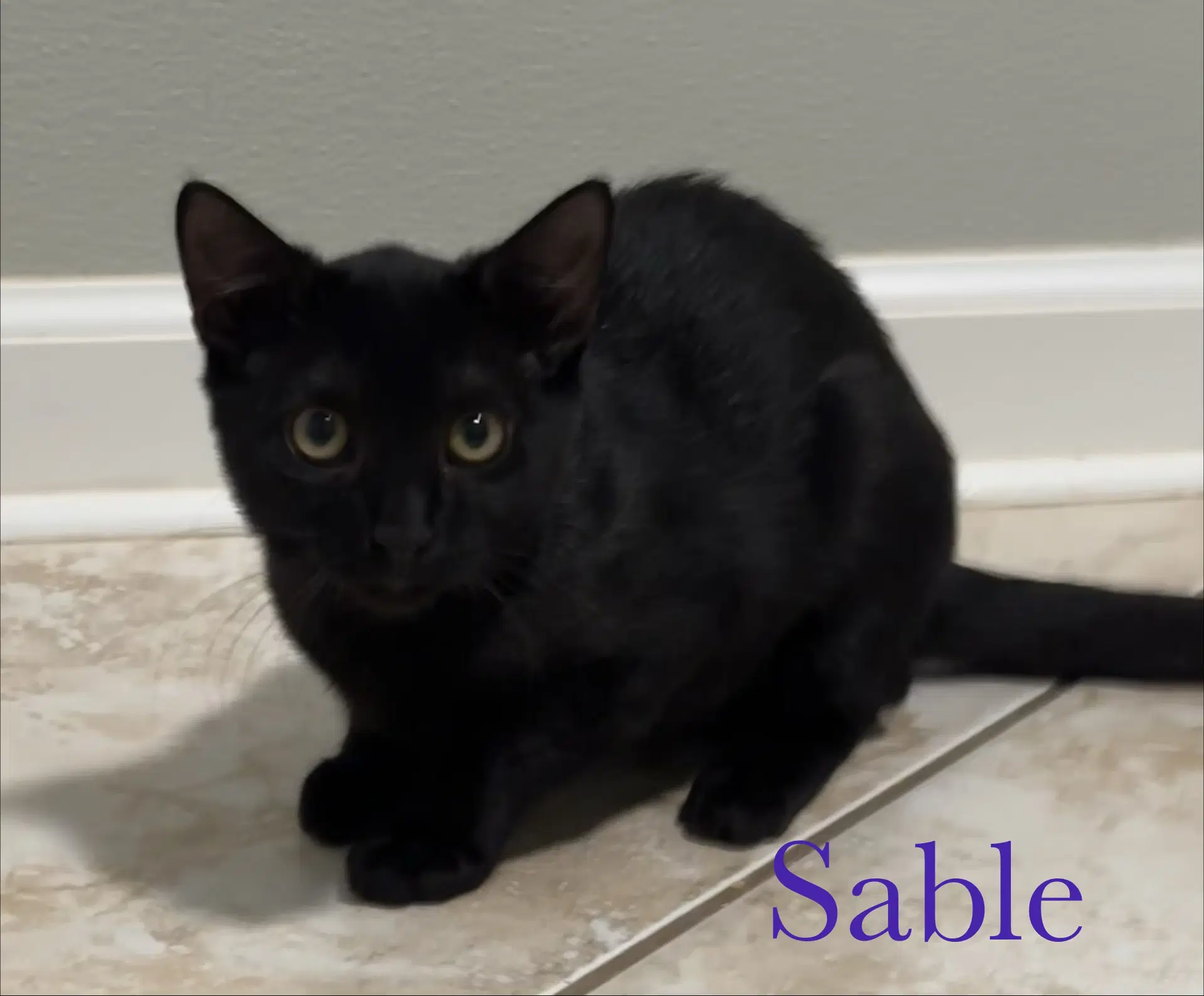 Sable image 2