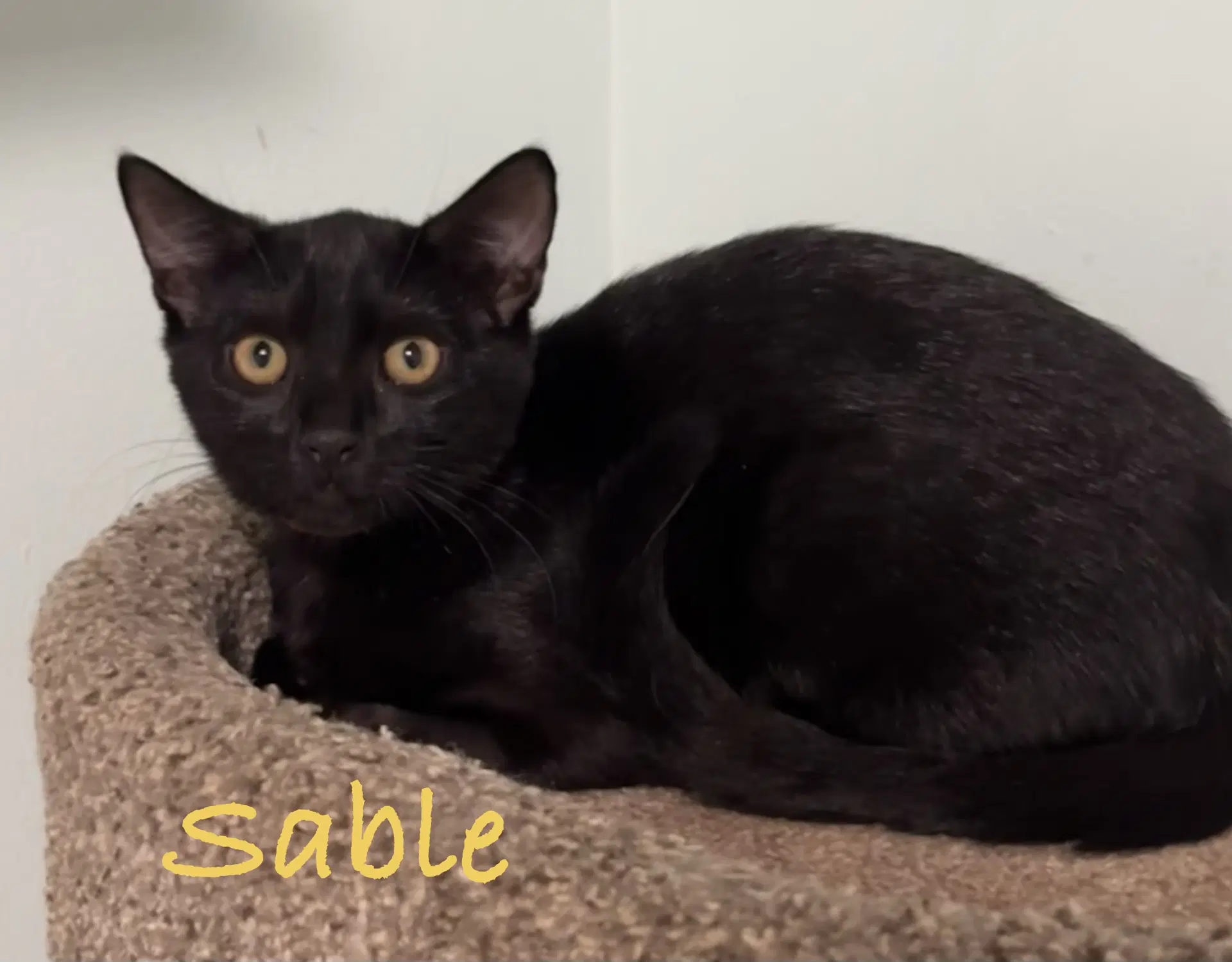 Sable image 3