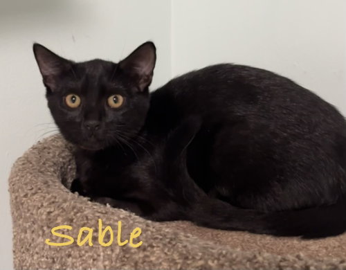 Photo 3 of Sable