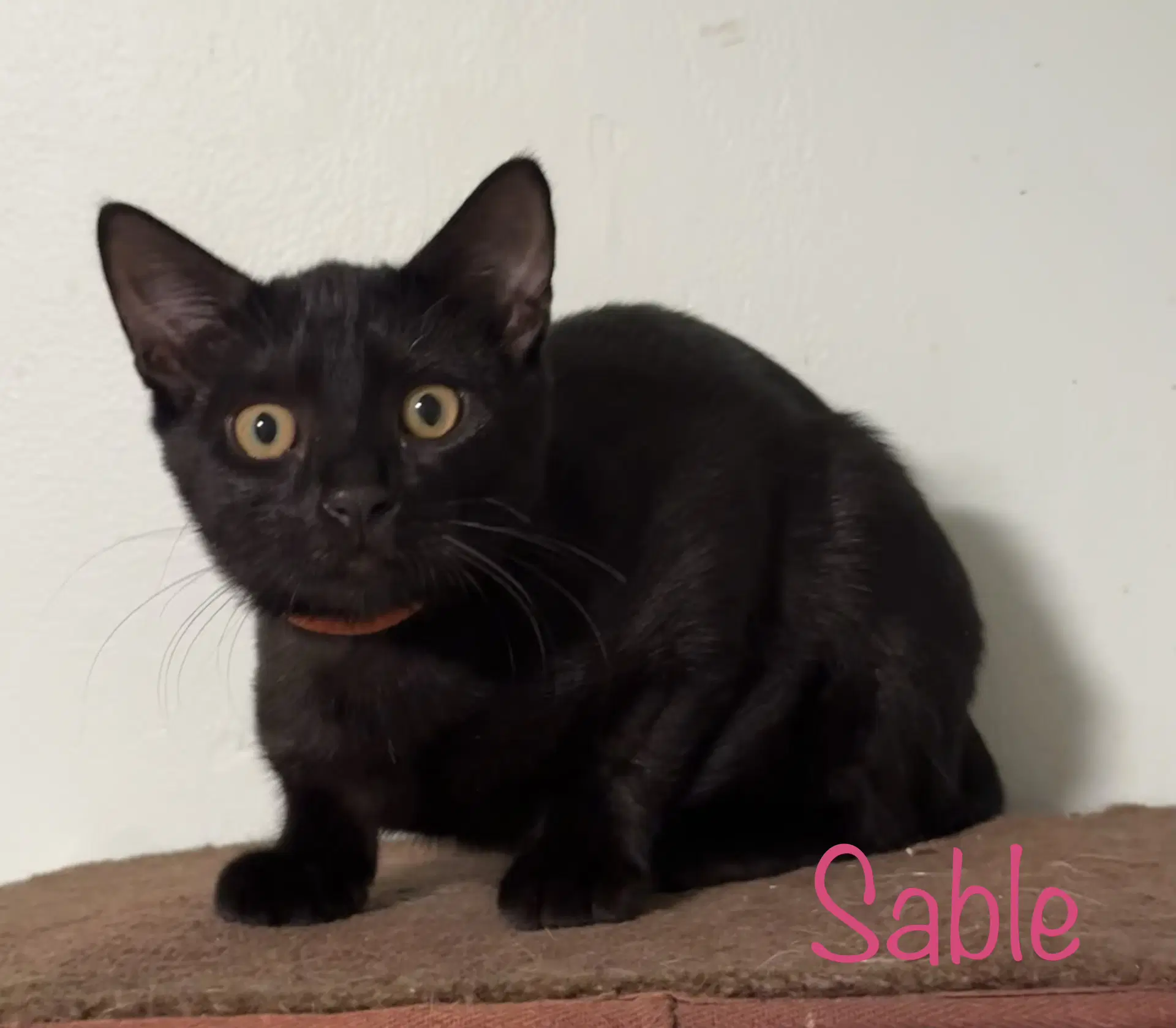 Sable image 4