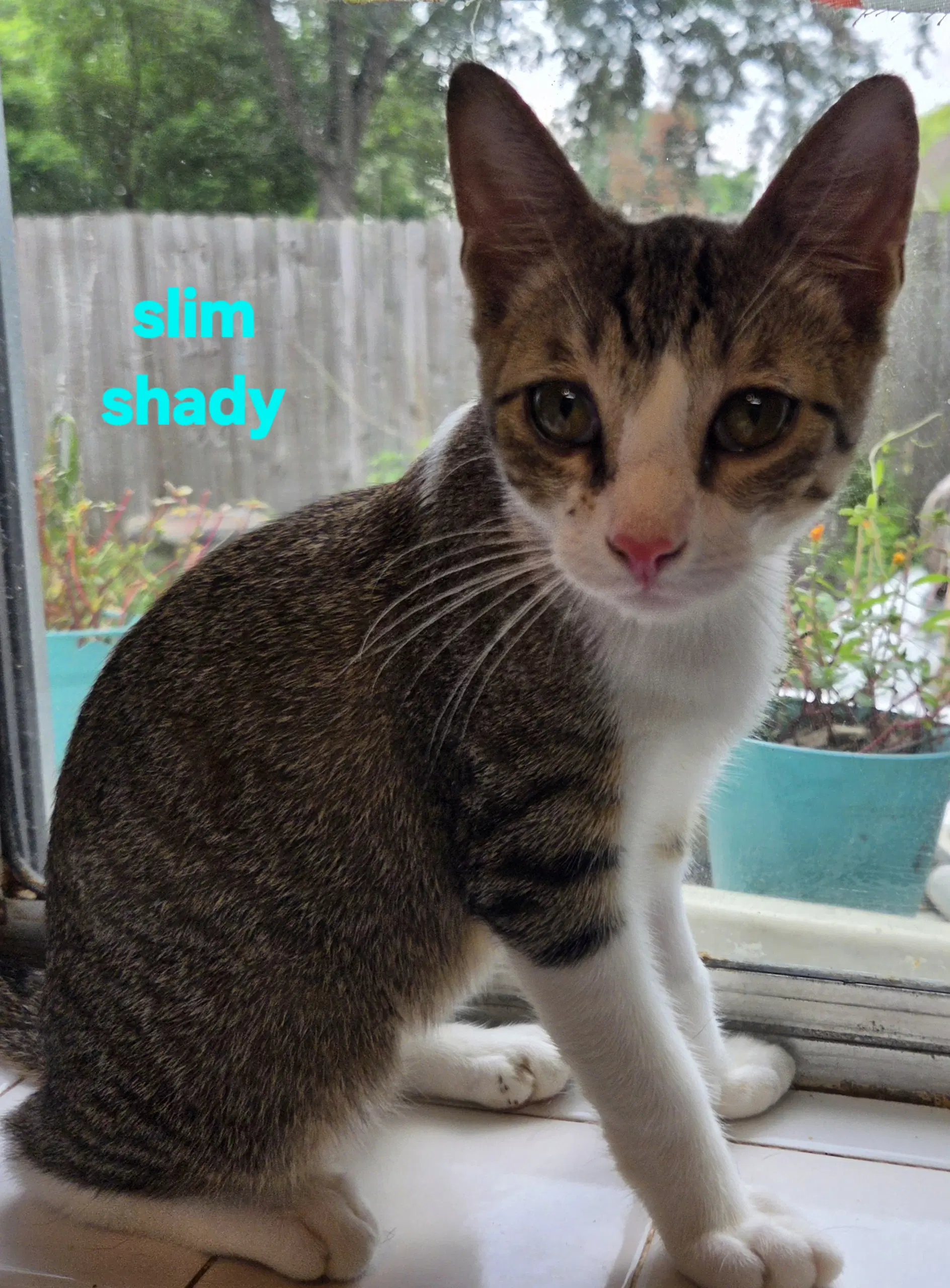 Slim Shady - Domestic Short Hair