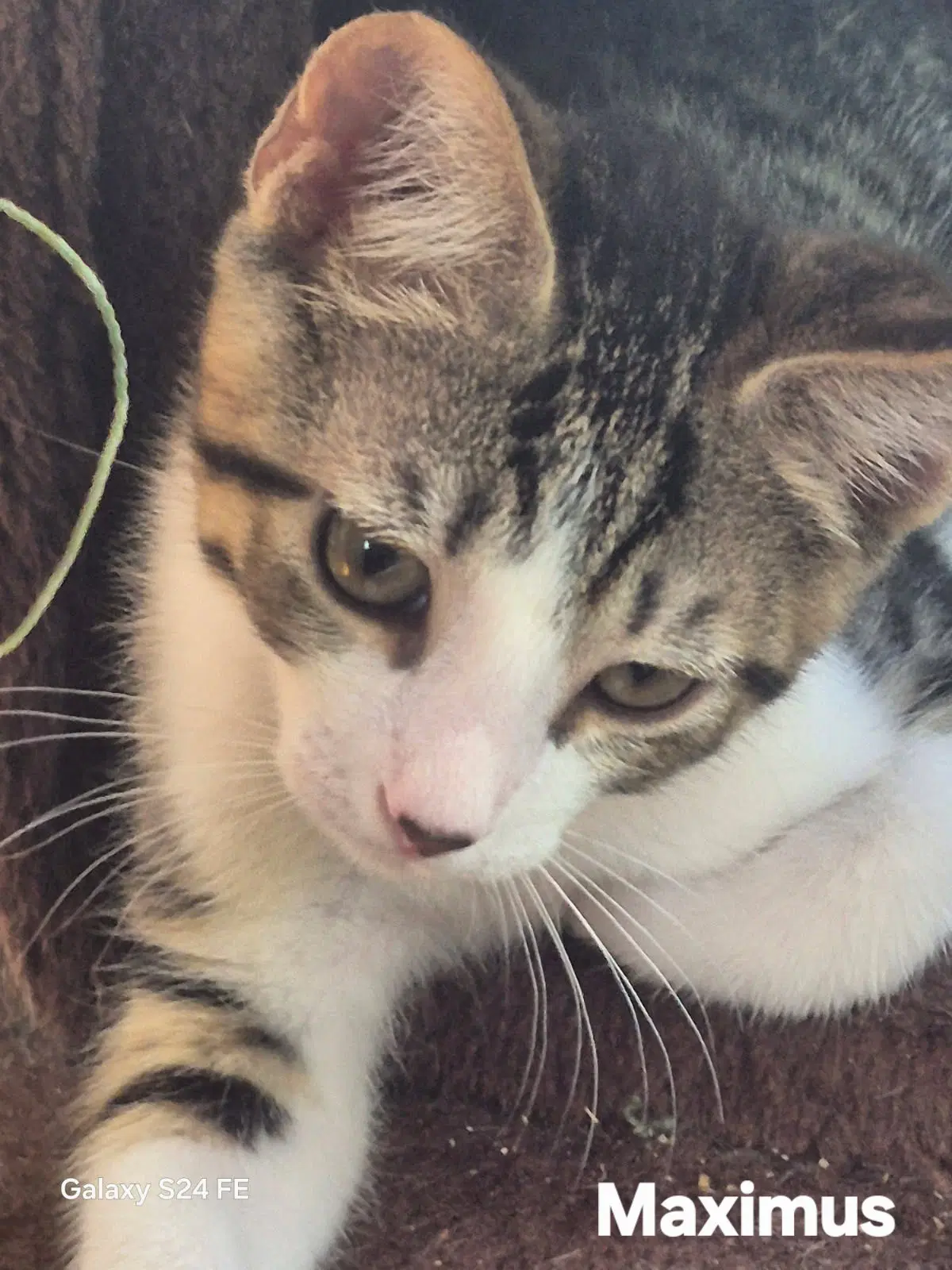 Maximus - Domestic Short Hair
