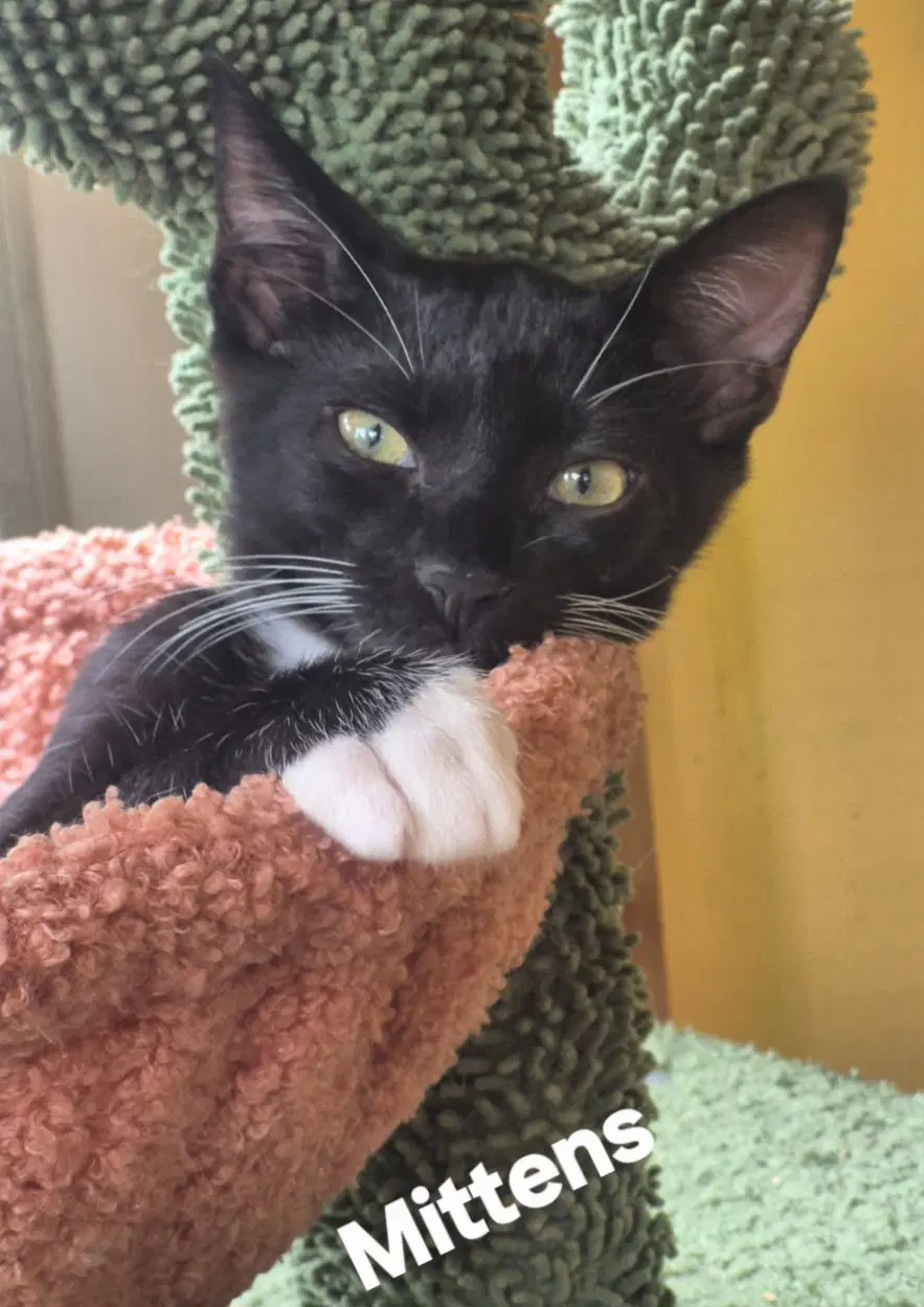 Mittens image 2