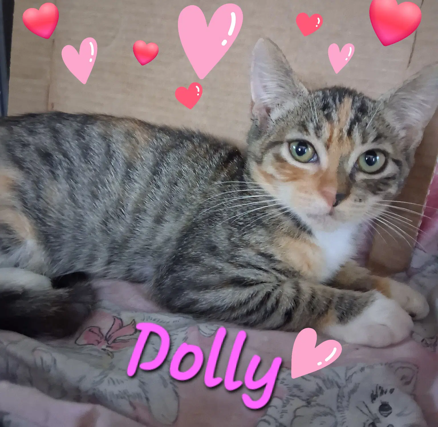 Folly - Domestic Short Hair