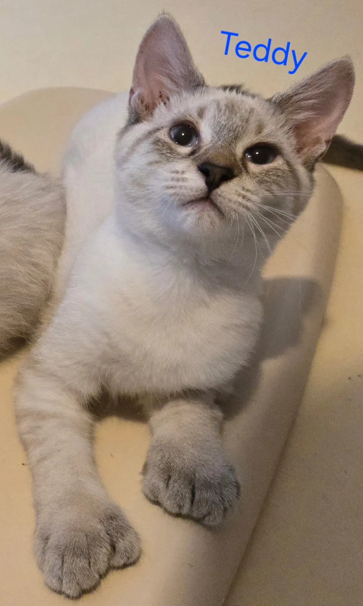 Teddy - Siamese