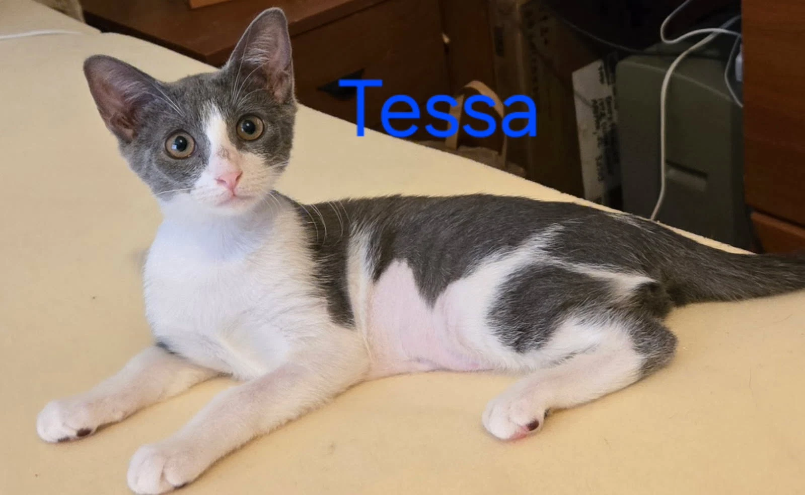 Tessa
