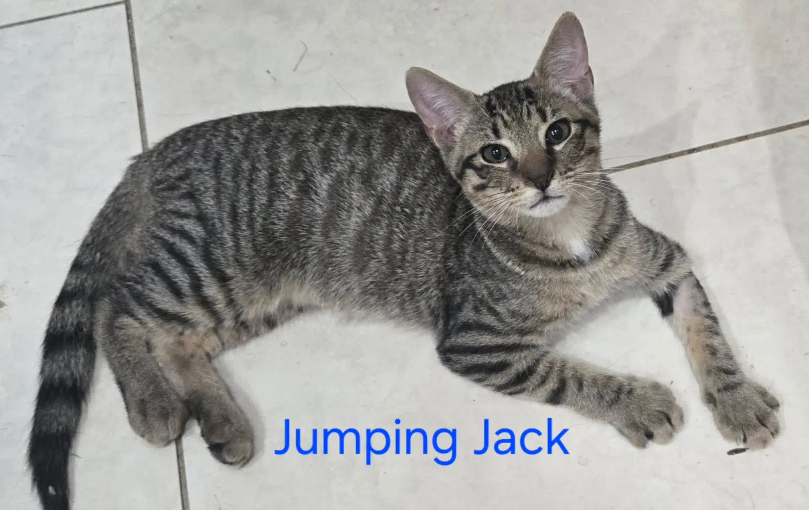 Jumping Jack - Domestic Short Hair