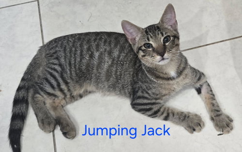 picture of the cat needing adoption