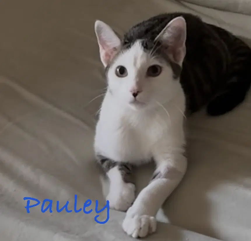 Pauley image 1