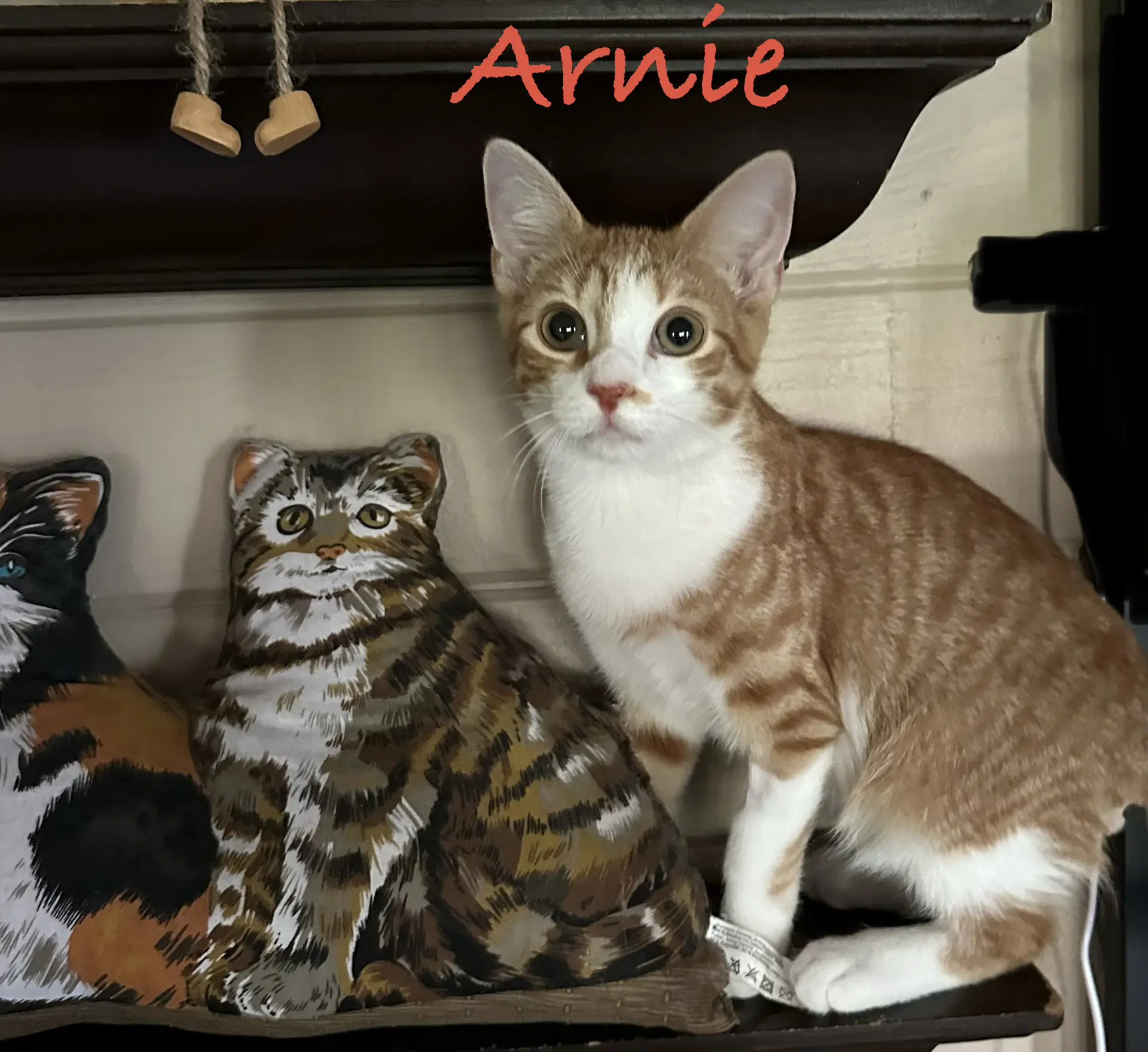 Arnie - Domestic Short Hair