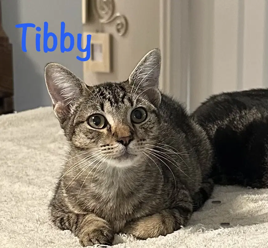Tibby - Domestic Short Hair