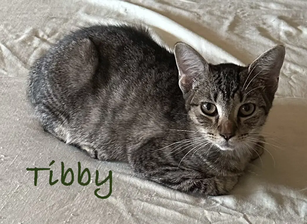 Tibby image 2