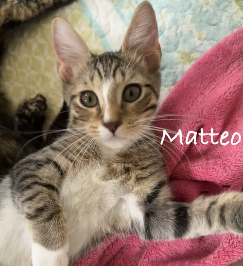 Photo 4 of Matteo