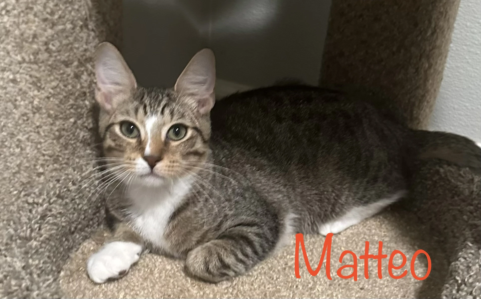 Matteo