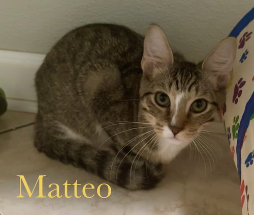 Photo 3 of Matteo