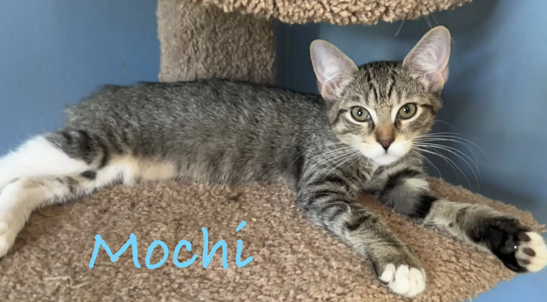 Mochi image 2