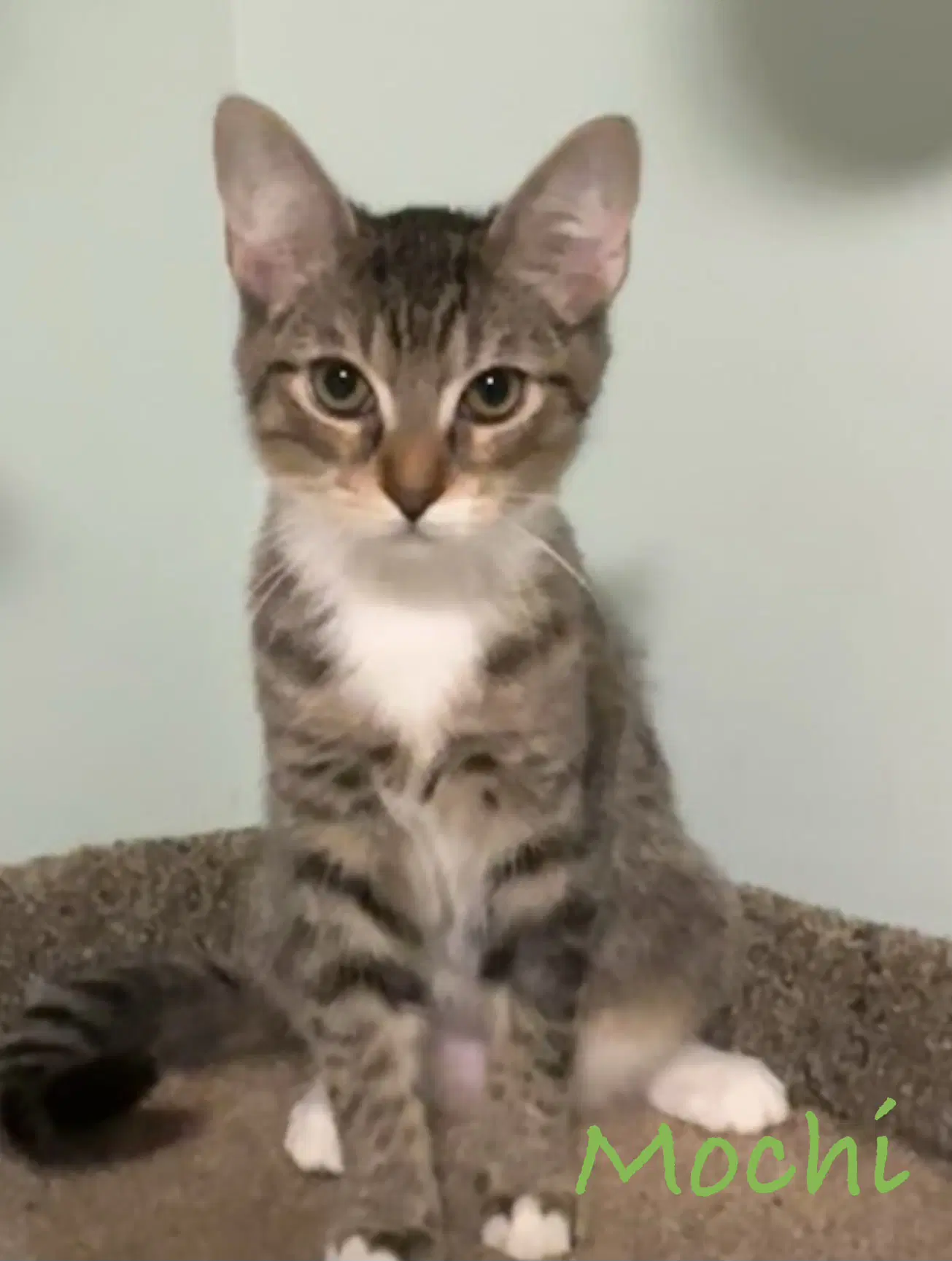 Mochi - Domestic Short Hair
