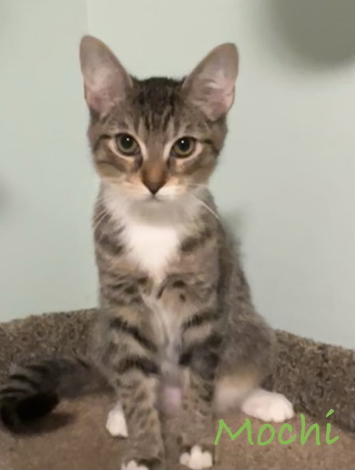 Mochi, a cat for adoption from Cat Tail Corner