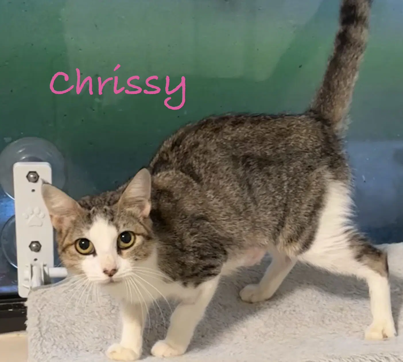 Chrissy - Domestic Short Hair