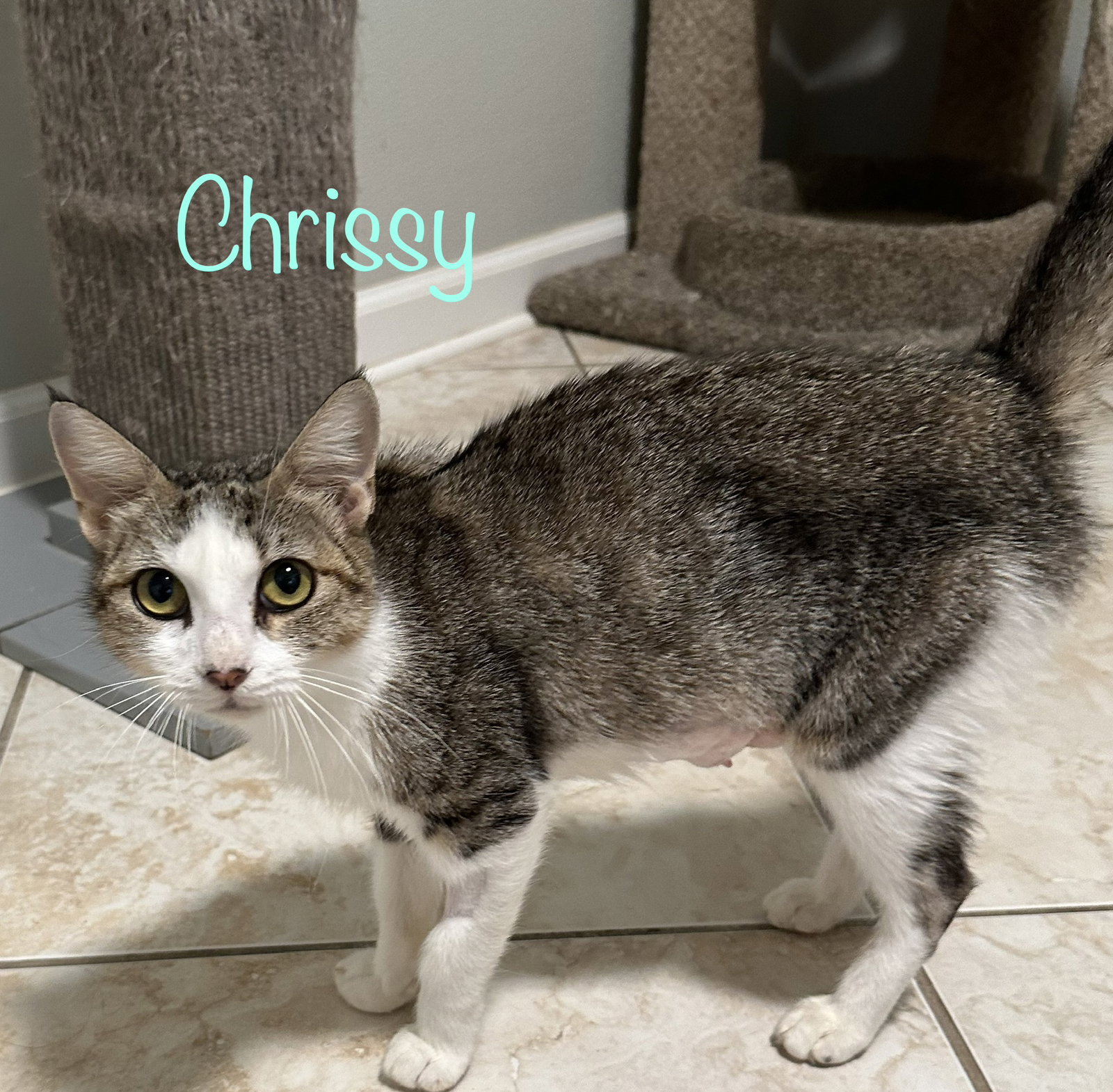 Chrissy, photo 2
