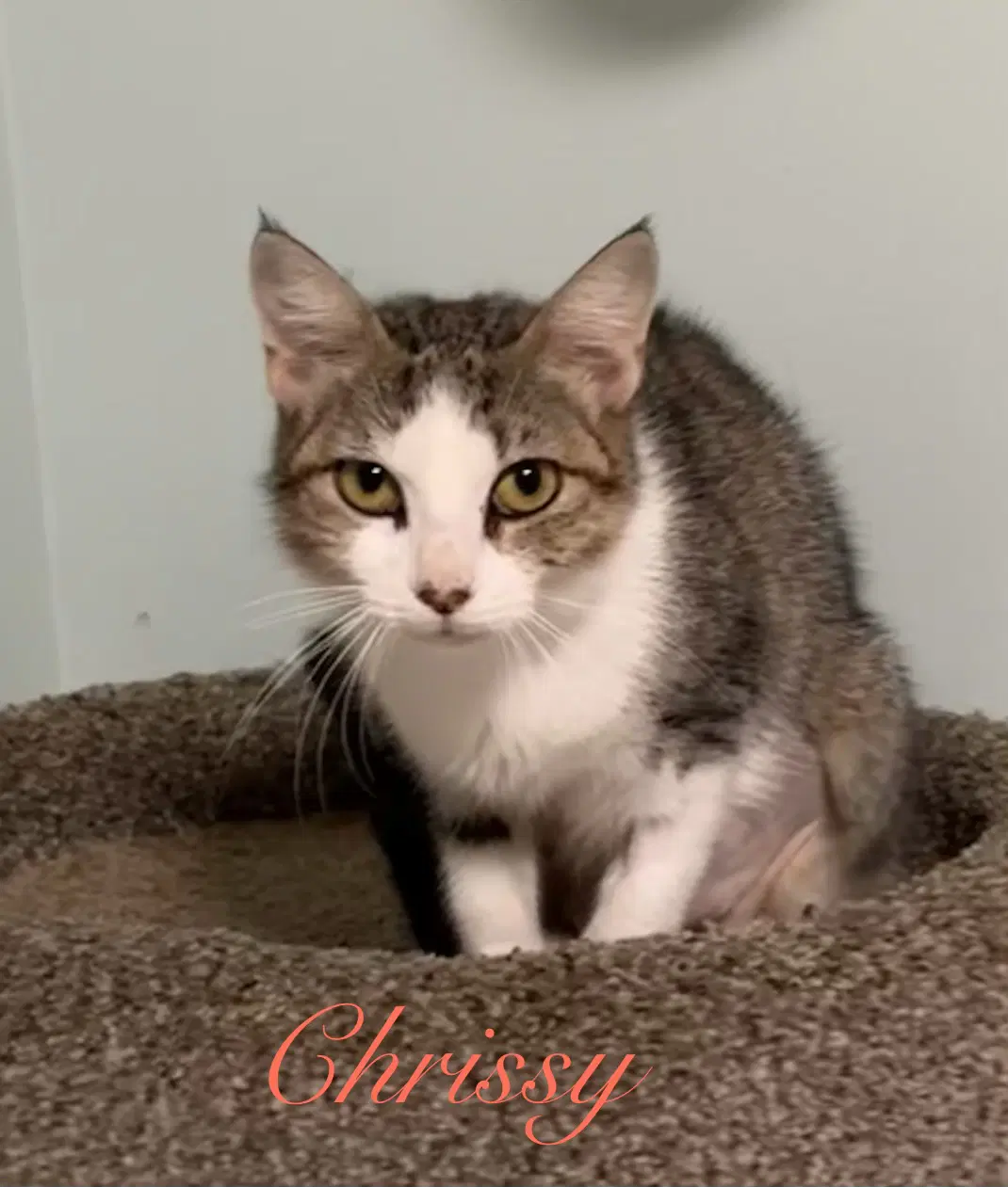 Chrissy image 3