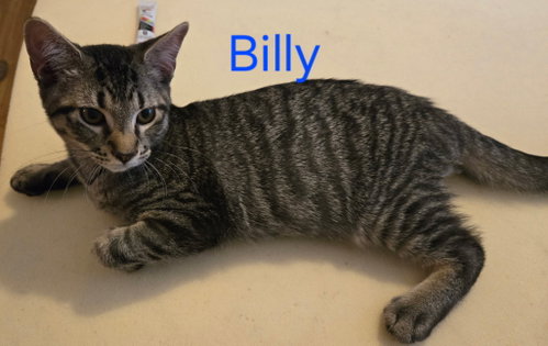 Billy, a cat for adoption from Cat Tail Corner
