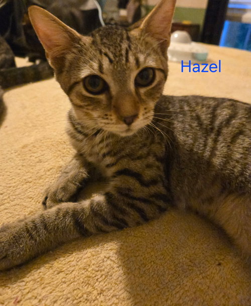 Hazel J, a cat for adoption from Cat Tail Corner