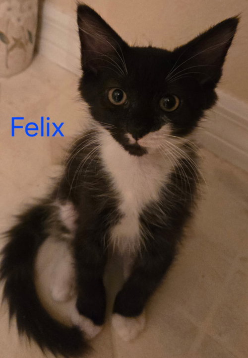 Felix M, a cat for adoption from Cat Tail Corner