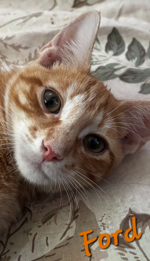 picture of the cat needing adoption