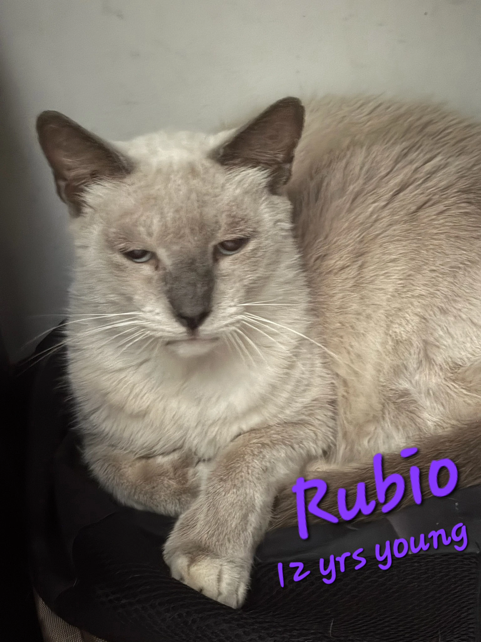 Rubio