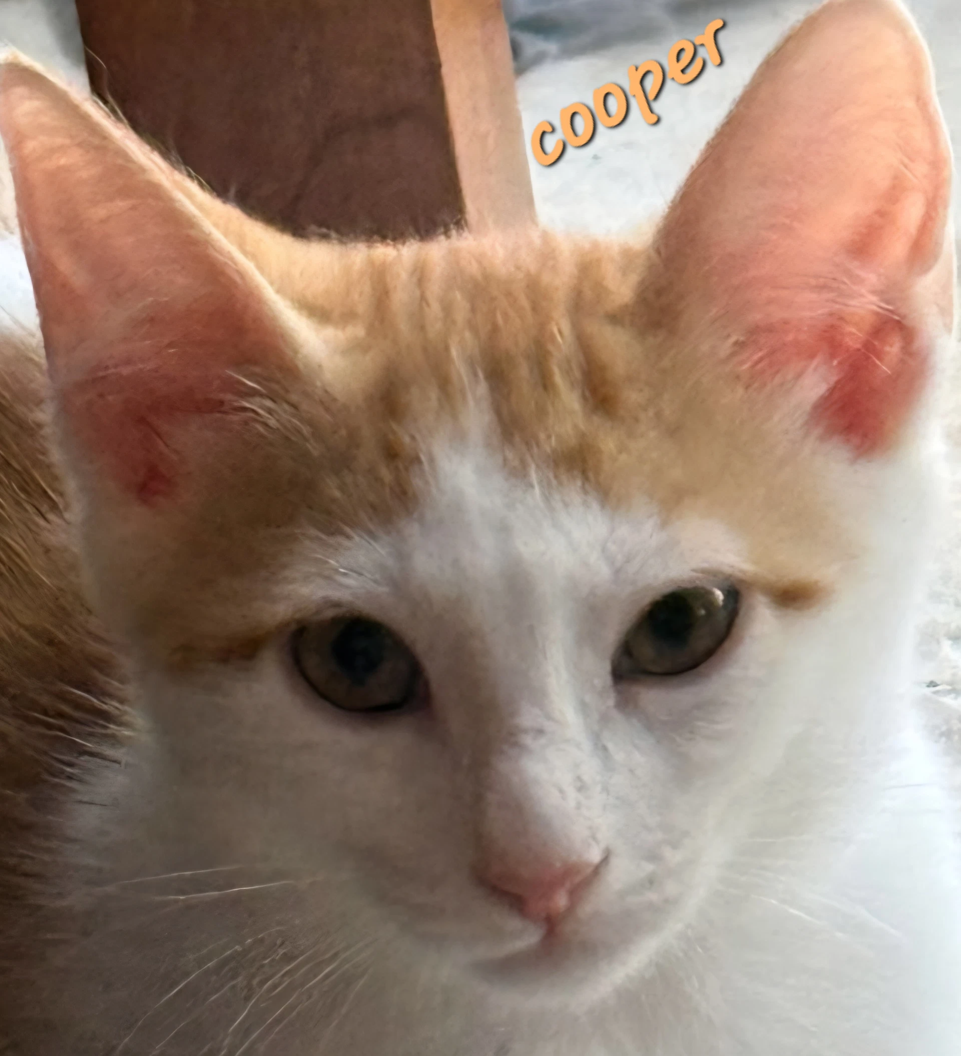 Cooper